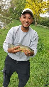 Tench