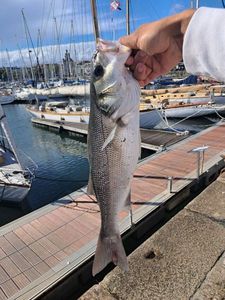 European Bass (Seabass)