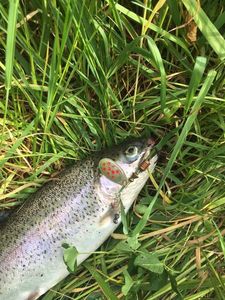 Rainbow Trout