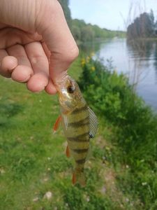 European Perch
