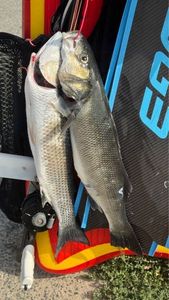 Thicklip Grey Mullet