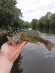 Largemouth Bass