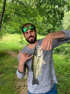 Largemouth Bass