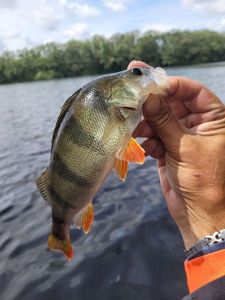 European Perch