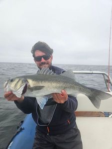 European Bass (Seabass)