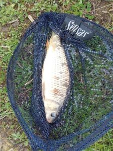 Crucian Carp