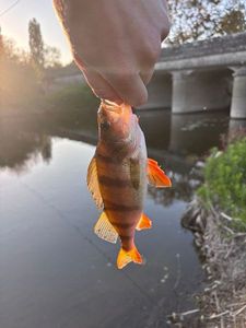 European Perch