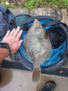 European Plaice