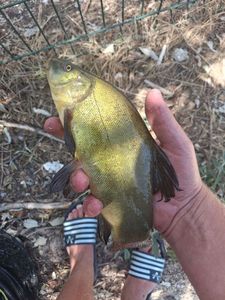 Tench