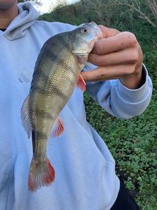European Perch