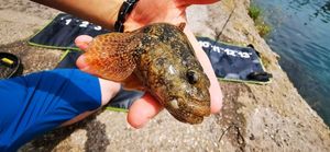 Giant Goby