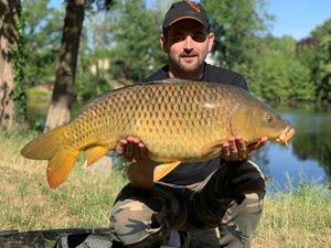 Common Carp