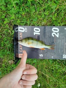 European Perch