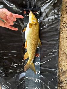 Barbel
