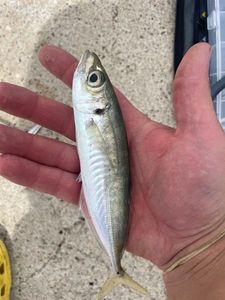 Mediterranean Horse Mackerel