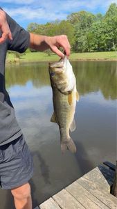 Largemouth Bass