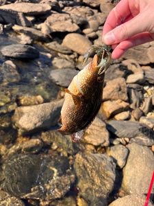 Ballan Wrasse