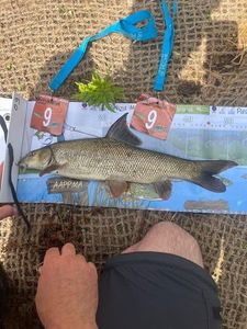 Barbel