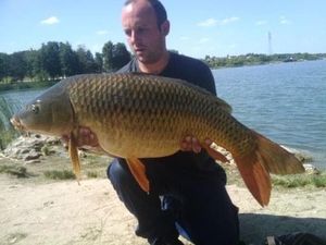 Common Carp