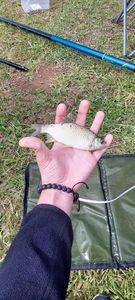 Roach
