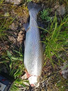 Rainbow Trout