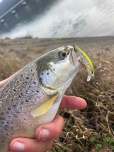 Brown Trout