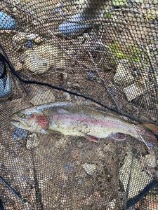 Rainbow Trout