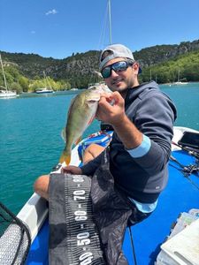 European Perch