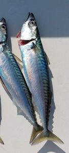 Mackerel