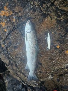 Truite de Mer