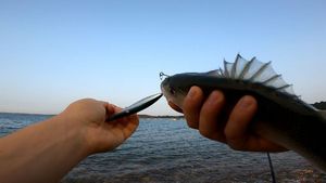 European Bass (Seabass)