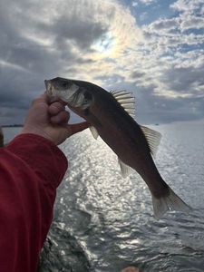 European Bass (Seabass)