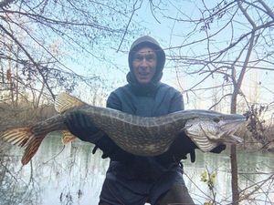 Northern Pike