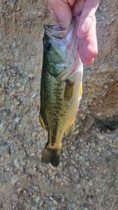 Largemouth Bass