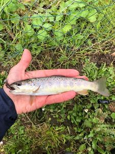 Brown Trout