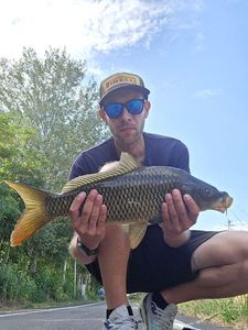 Common Carp