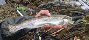 Rainbow Trout
