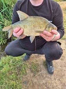 Common Bream