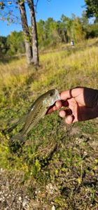 Largemouth Bass