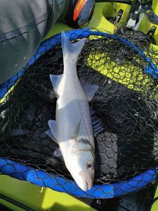 European Bass (Seabass)