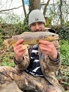 Brown Trout