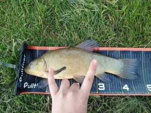Tench