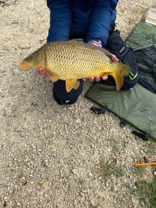 Common Carp