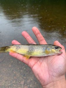 Brown Trout