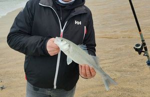 European Bass (Seabass)