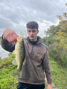 Largemouth Bass