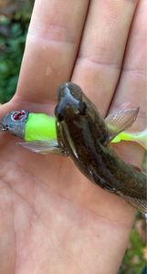 Black Goby