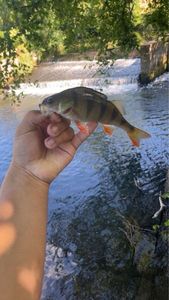 European Perch