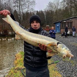 Sturgeon