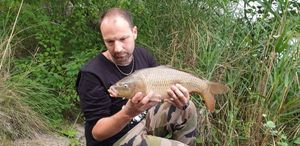 Common Carp